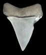 Fossil Mako Shark Tooth - Georgia #43051-1